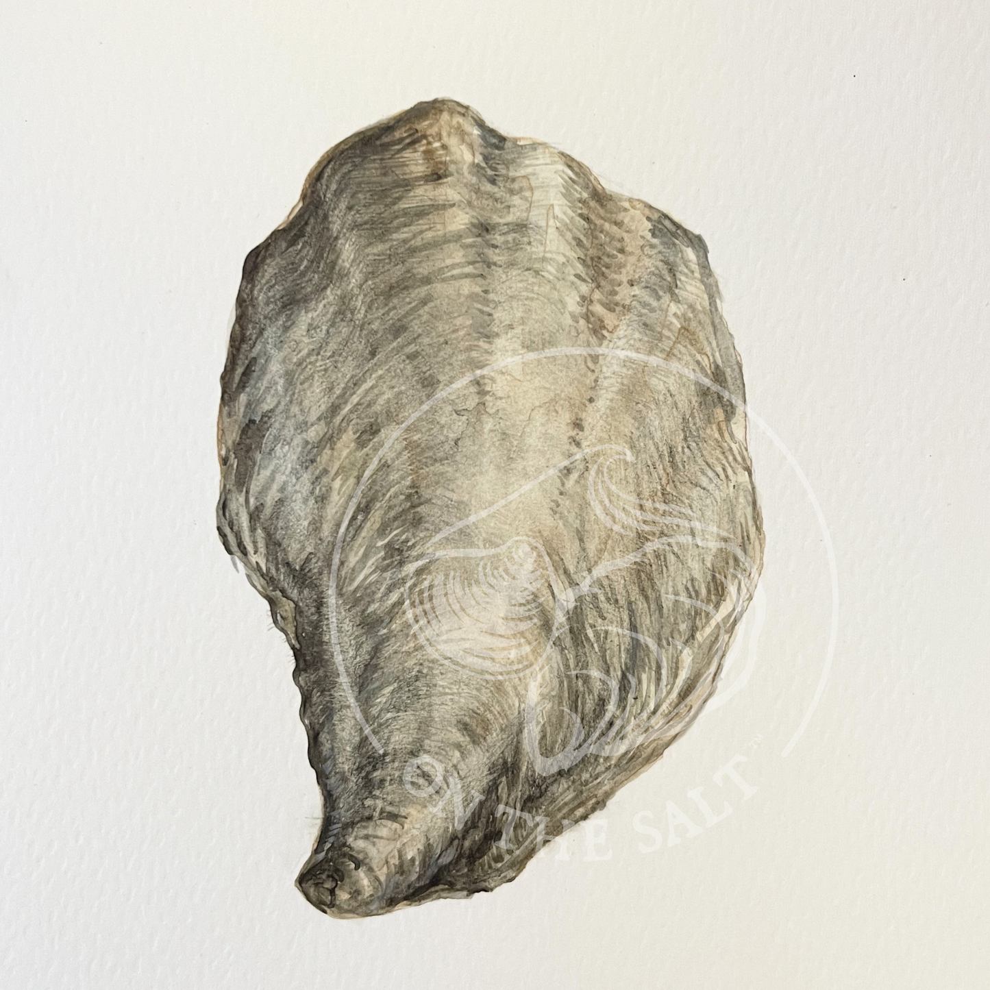 Shell Contours: Original watercolor, signed