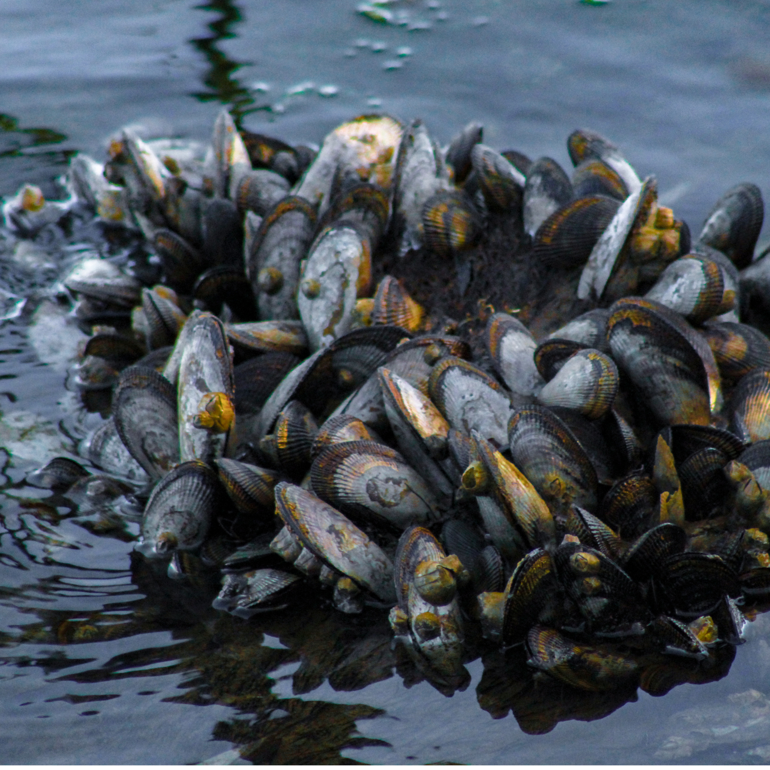 Freshwater mussels are biopurifiers, filtering coastal waters.