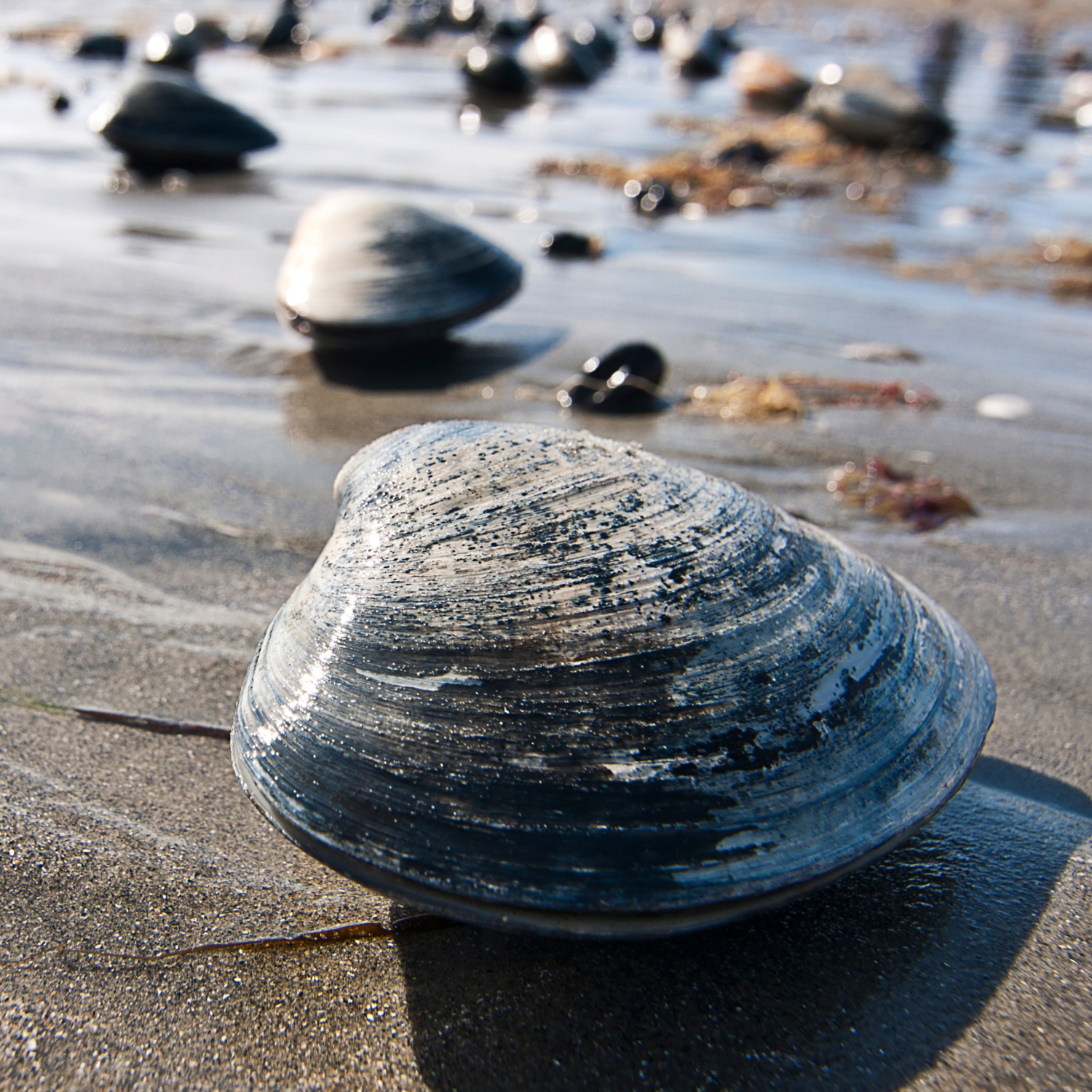 Clams are biopurifiers that filter the water as they feed. This close up of a hardshell clam shows many more sitting on the wet beach as they fade into the distance.