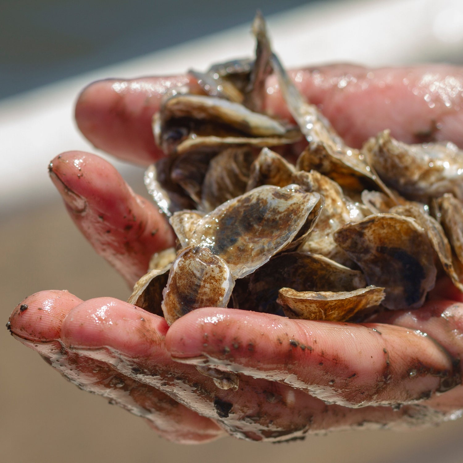 A handfull of baby oysters showcase glistening water on the hand and shells, alluding to oysters ability as filter feeders.